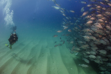 Big eye Trevally Jack, (Caranx sexfasciatus) Forming a school, bait ball or tornado with a diver. Cabo Pulmo National Park. Baja California Sur,Mexico.