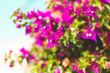 Blooming bougainvillea. Magenta bougainvillea flowers-Floral background. Copy space