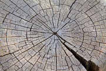 Fototapeta premium Wooden cross section