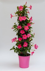 Dipladenia Pyramide Rosa