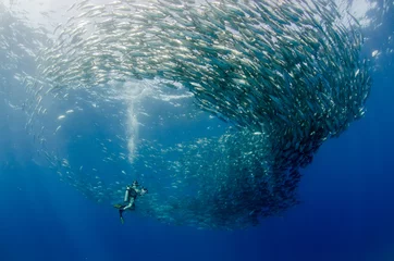 Big eye Trevally Jack, (Caranx sexfasciatus) Forming a school, bait ball or tornado with a diver. Cabo Pulmo National Park. Baja California Sur,Mexico. © leonardogonzalez