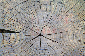Wooden cross section
