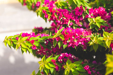 Blooming bougainvillea. Magenta bougainvillea flowers-Floral background. Copy space
