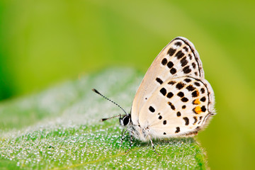 Obraz premium lycaenid on plant