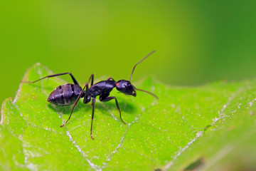 Camponotus Japonicus Mayr on plant