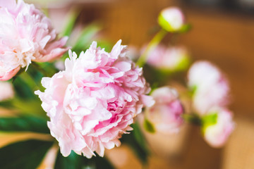Pink peonies close-up, toned, soft focus. Gentle floral background - Image