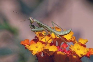 Gottesanbeterin auf Wandelröschen