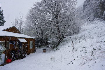 Fototapeta premium Snowy forest with snow on tree covered by snow white landscape in winter cold Christmas tree with frost scene beautiful snowfall in mountain in Queenstown New Zealand