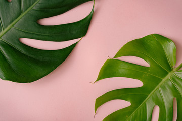 Monstera leaves on pastel coral background. Minimal composition. Tropical flat lay.