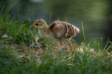 Polluelo de pavo real caminando sobre el césped