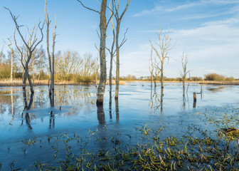 Arcot Pond, Cramlington, Northumberland, England, UK. Frozen pond  with dead trees. In afternoon...