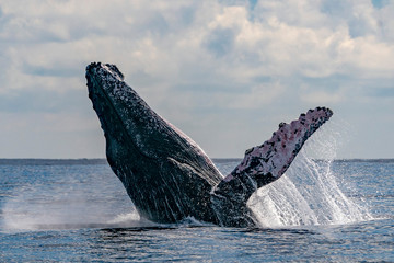 humpback whale breaching © Andrea Izzotti