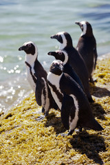 Obraz premium Colony African penguin (Spheniscus demersus) on Boulders Beach near Cape Town South Africa relaxing in the sun on stones and algae sunshine day