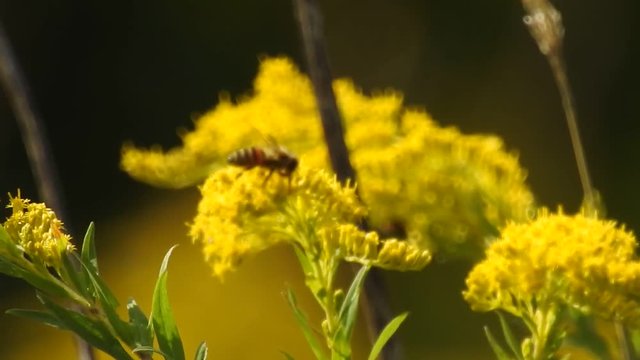 Honeybees Gathering Nectar Tall Golden Rod Zooming And Bees Flying Away