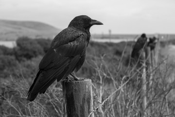 Crows Portrait in Black and Whte