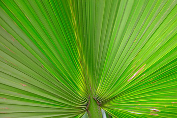 Obraz premium Palm leaf