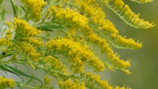 Honeybee Gathering Nectar Tall Golden Rod With Zoom-In