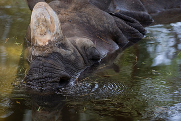 Rinoceronte indio durmiendo en una charca