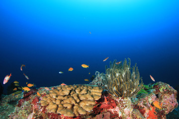 Naklejka na ściany i meble Underwater fish on coral reef 