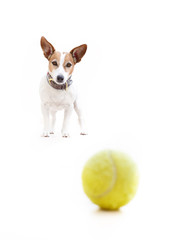 Jack Russell Terrier dog playing with tennis ball against white background 