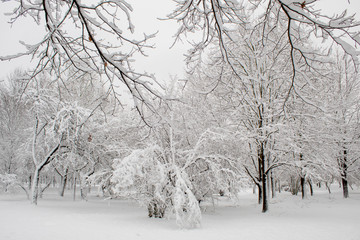 Winter fairy tale in the city park, snowy forest, white trees in the fluffy soft snow