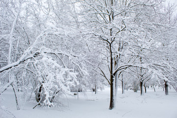 Winter fairy tale in the city park, snowy forest, white trees in the fluffy soft snow