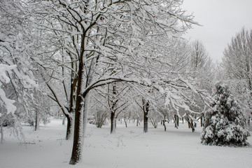 Fototapeta na wymiar Winter fairy tale in the city park, snowy forest, white trees in the fluffy soft snow