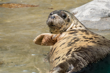 Foca gris en un zoo