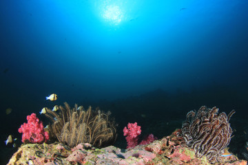 Naklejka na ściany i meble Underwater fish on coral reef 