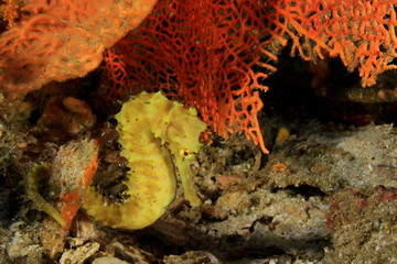 Seahorse  © Richard Carey