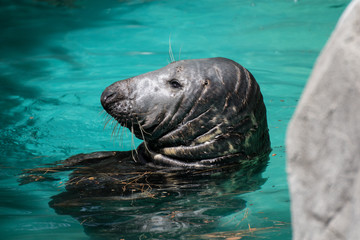 Foca gris en un zoo