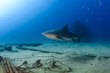 Fototapeta premium Bull Shark (Carcharhinus leucas). reefs of the Sea of Cortez, Pacific ocean
