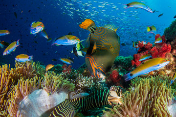 Fototapeta na wymiar Underwater fish on coral reef 