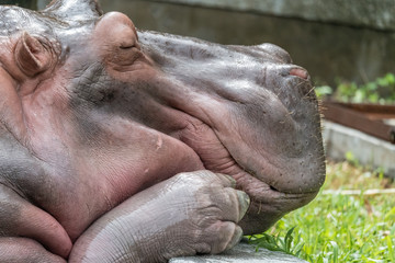 hippopotamus, day, looking, dozing, headshot, feet,day, animal, large, tranquil, eyes, mouth, paws, hooves