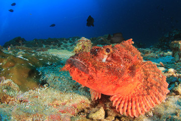 Fototapeta na wymiar Scorpionfish fish 