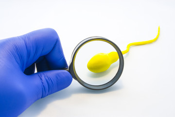Sperm or semen test or analysis concept photo. Doctor, technician or scientist looks at model sperm cell through magnifying glass on white background. Diagnostics in urology at health and viability