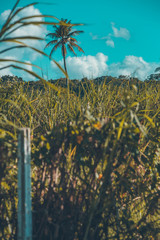 natureza