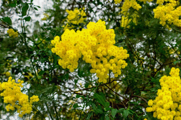 Yellow Mimosa flowers on tree branches. Spring background. Selective focus. Concept- Valentine's Day, women's day, congratulations on the holiday.