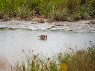 Black Tailed Godwit