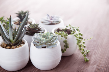 Succulents in pots on a wooden background