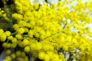 Yellow Mimosa flowers on tree branches. Spring background. Selective focus. Concept- Valentine's Day, women's day, congratulations on the holiday.