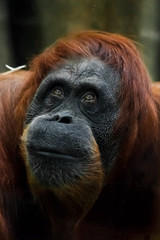 Smart and kind face of red orangutan close up.