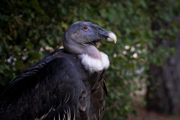 Hembra de Condor