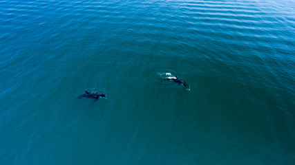 Orcas, Sea of Cortes. Mexico.