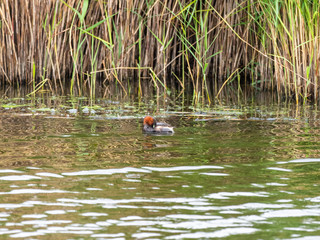 Little Grebe. Dabchick