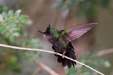 Colibri huppé