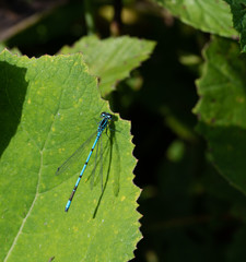 Libelle (Azurjungfer)
