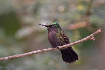 Colibri huppé