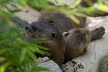 Nutrias gigantes cariñosas