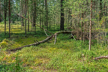 Trees broken by strong wind in the forest